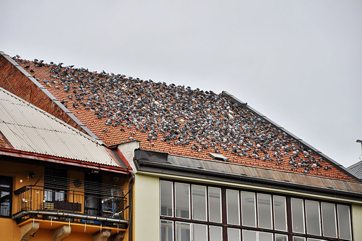 A2B Pest Control are able to install spikes to deter birds from roofs in Immingham. 