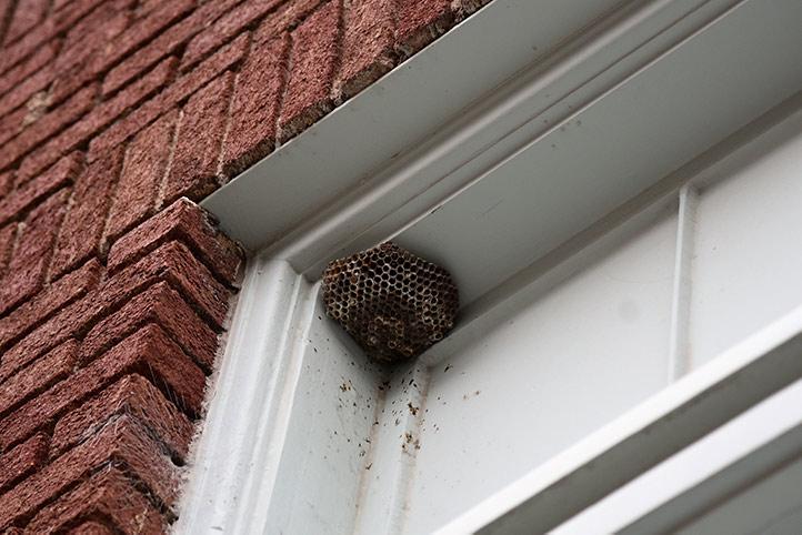 We provide a wasp nest removal service for domestic and commercial properties in Immingham.